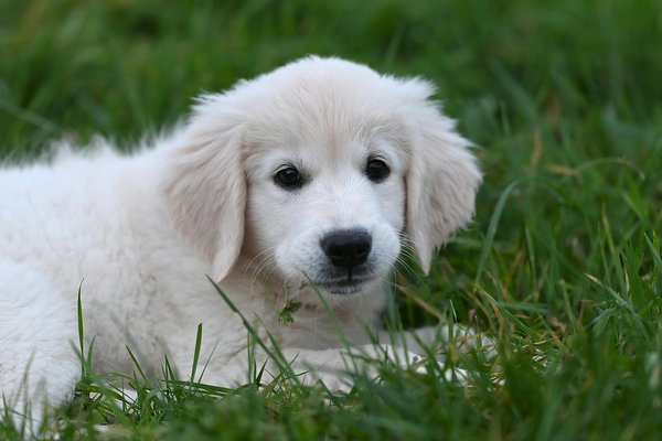 Comment aider un refuge pour animaux facilement et efficacement
