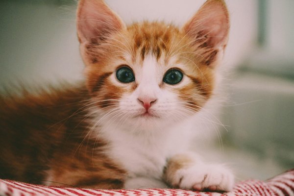 Adoptez un chaton gratuitement : les étapes à suivre !